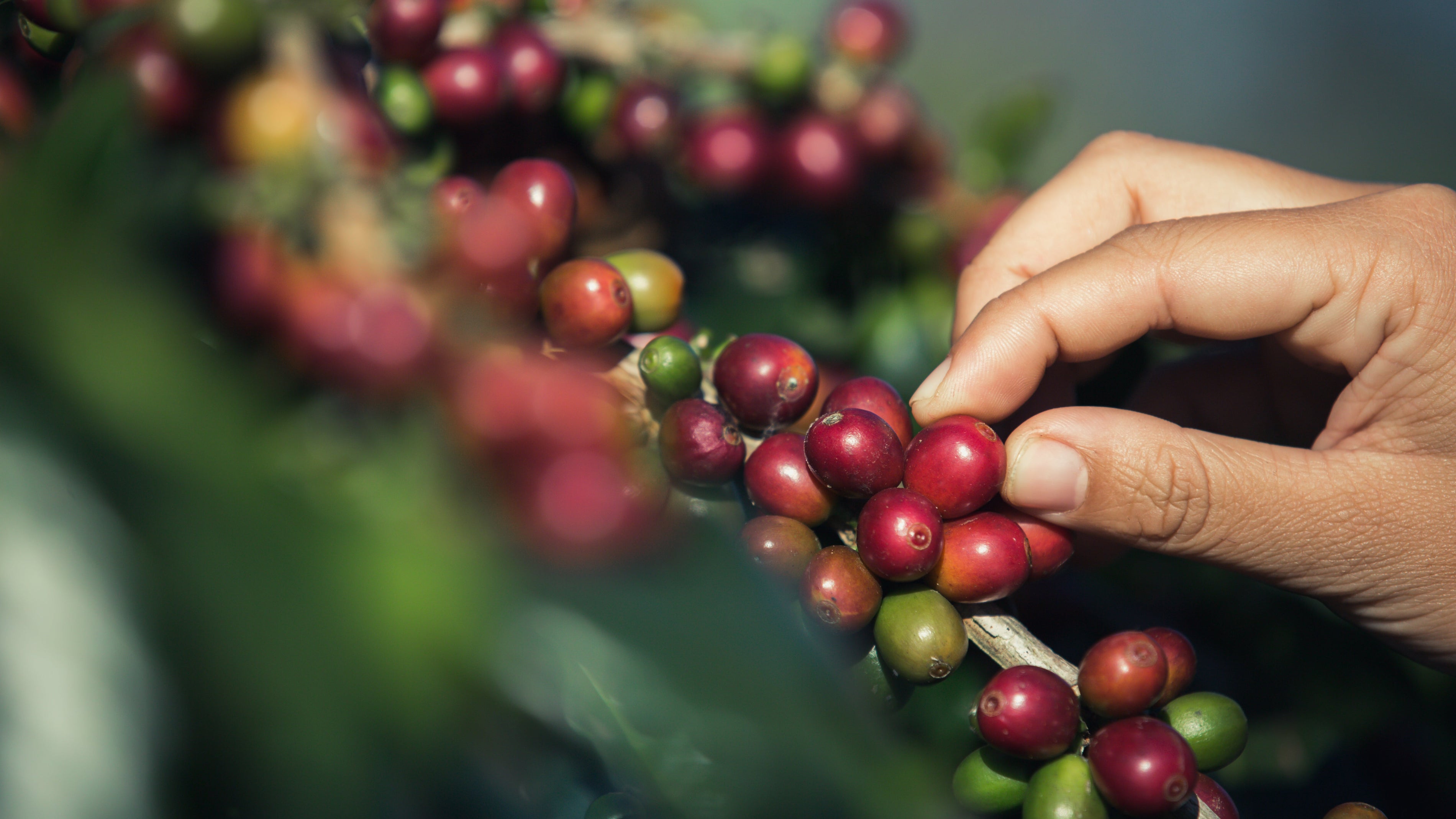 Warum dein Kaffee 2025 teurer ist - und warum das auch gut so ist