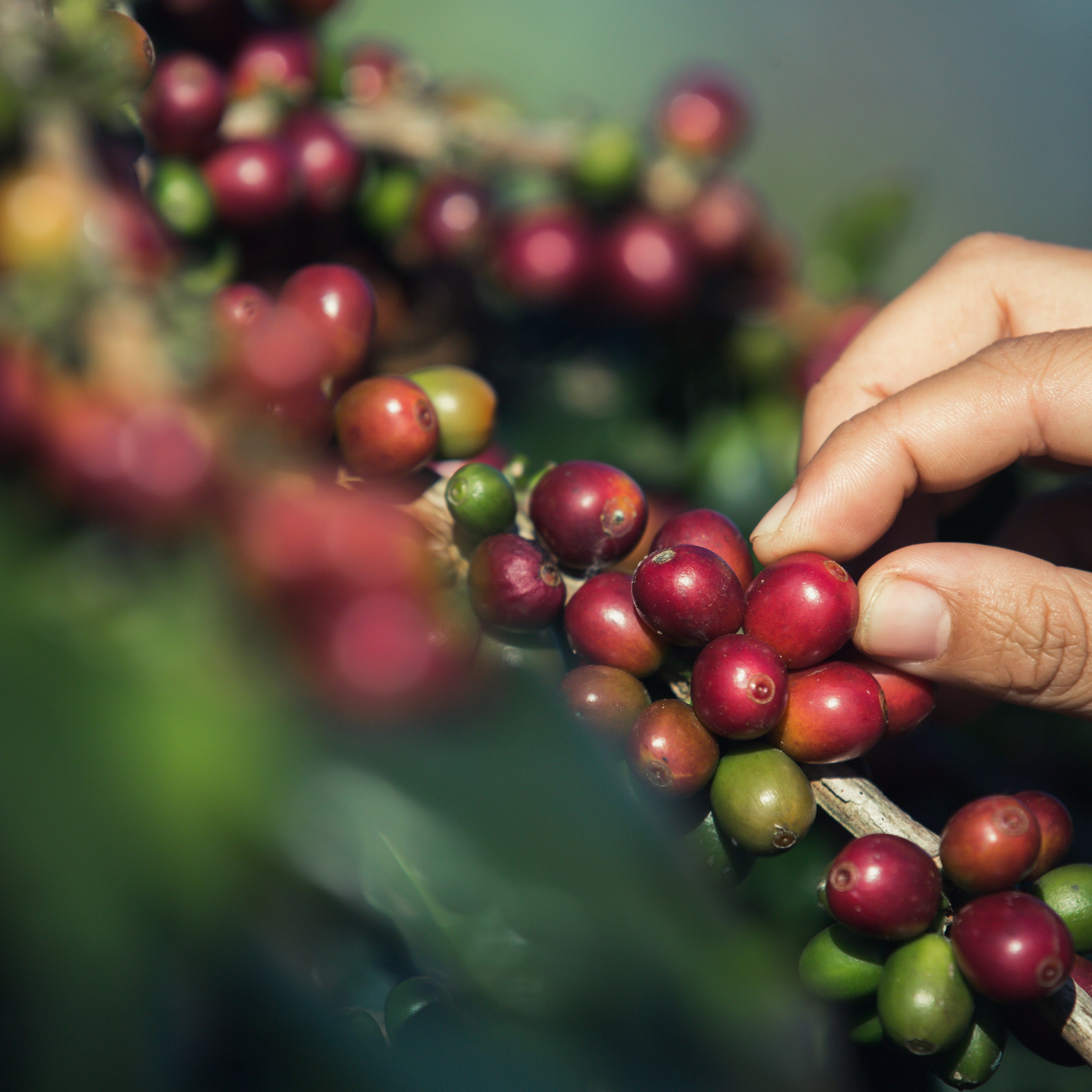 Warum dein Kaffee 2025 teurer ist - und warum das auch gut so ist